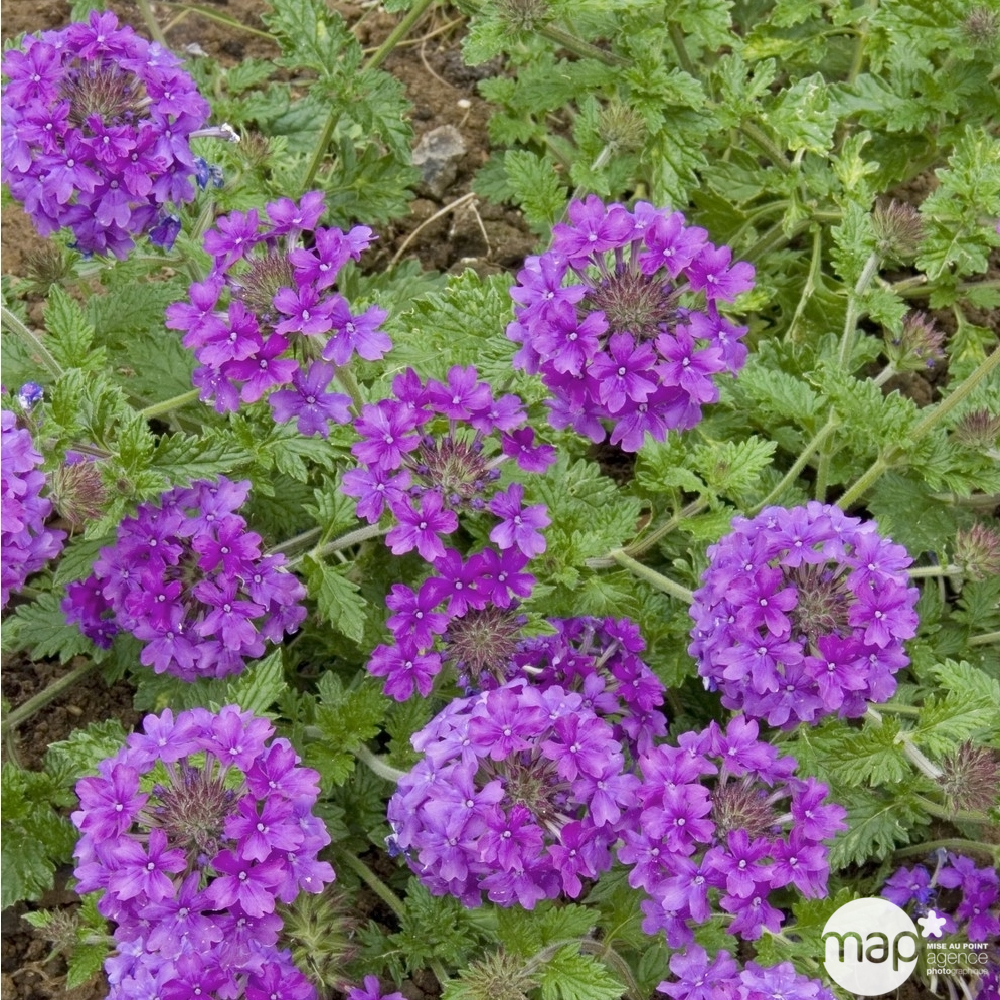 Verveine du Canada 'Homestead Purple' : C2L