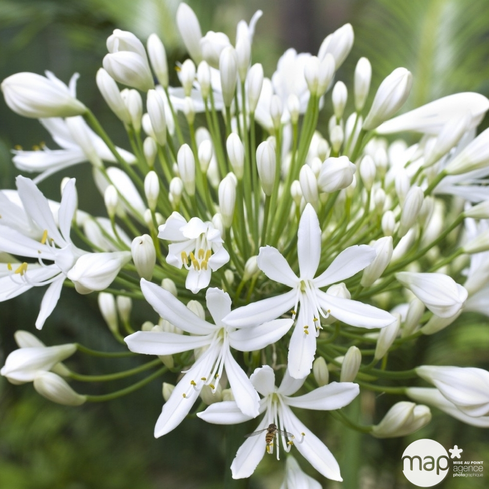 Agapanthe blanche : pot 2 litres