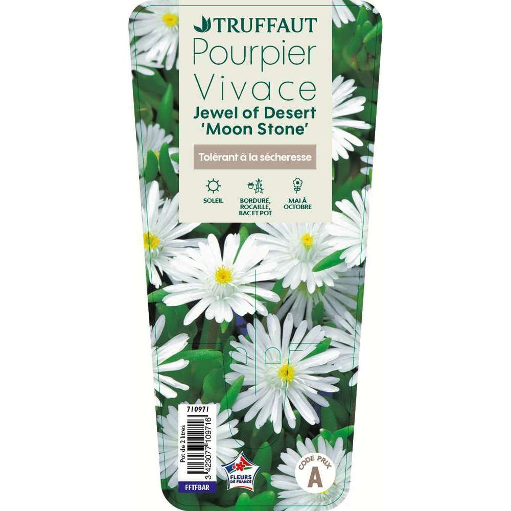 DELOSPERMA JOD MOON STONE C 2L-(710971)