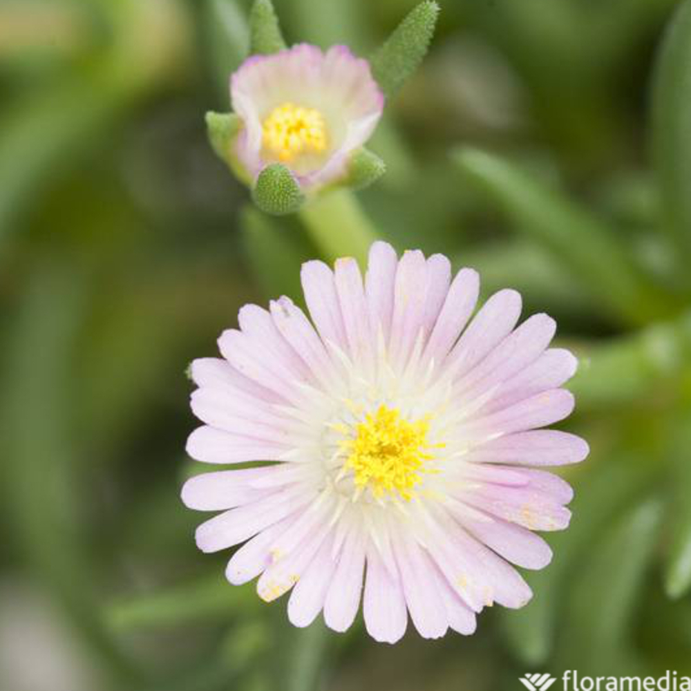 Delosperma jod Â® 'Rosequartz': C2L