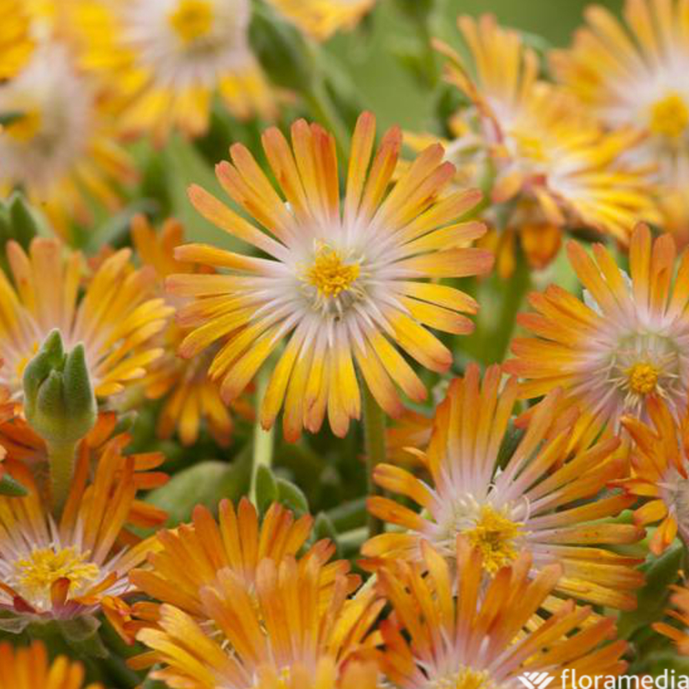 Delosperma jod ® 'Topaz':conteneur 2 litres