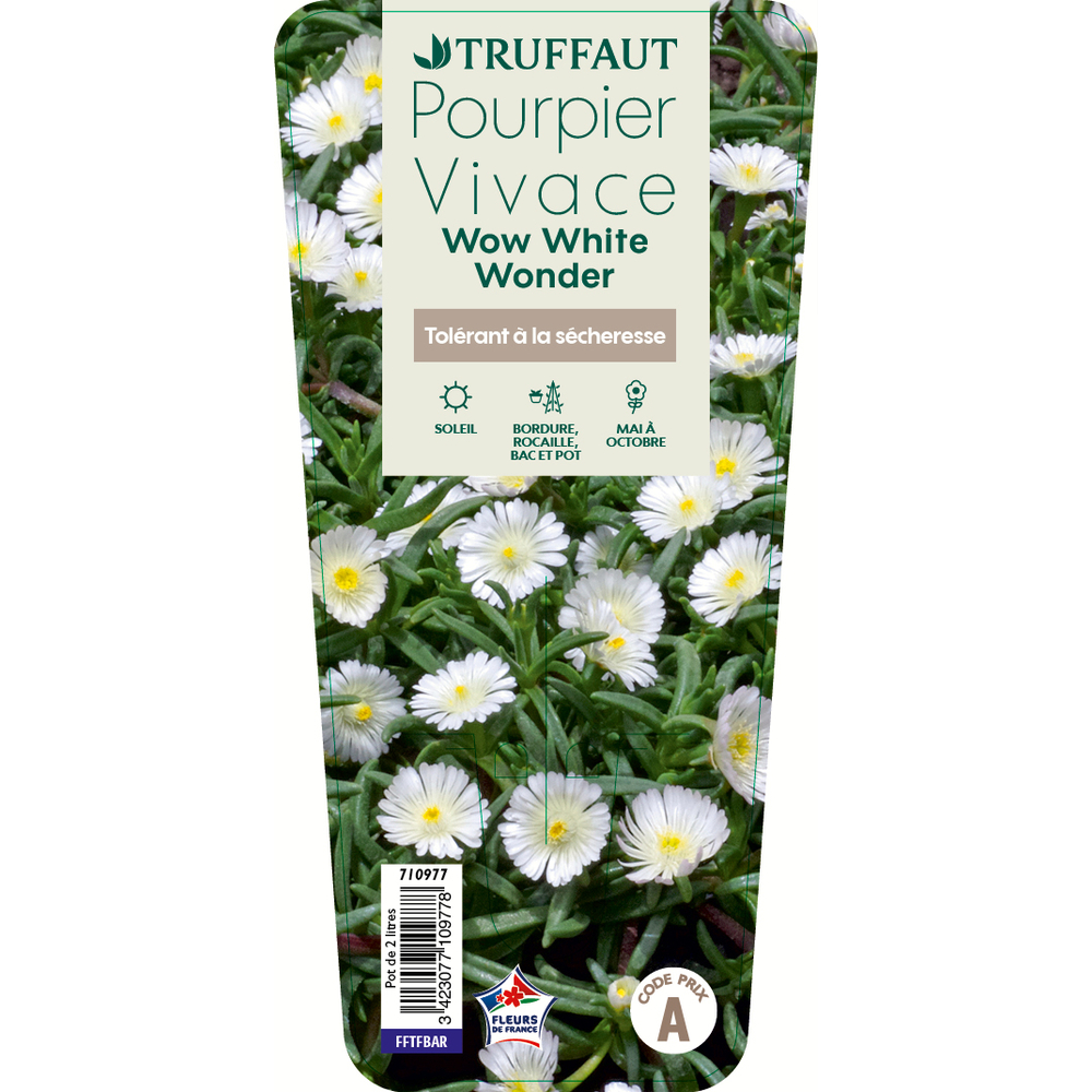 Pourpier vivace 'WoW White Wonder'® C2L