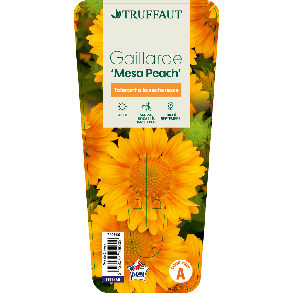 Gaillarde x 'Mesa Peach':pot 2L