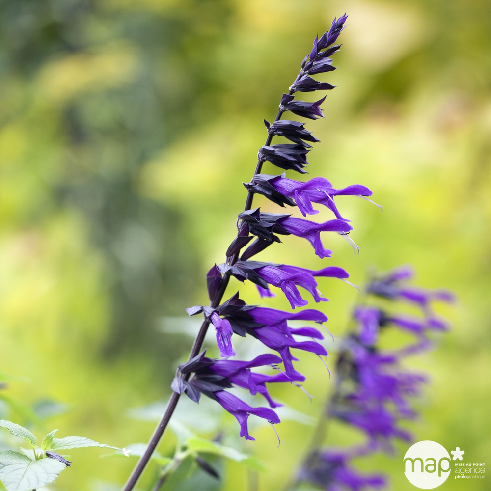 Salvia x Amistad Truffaut : C2L
