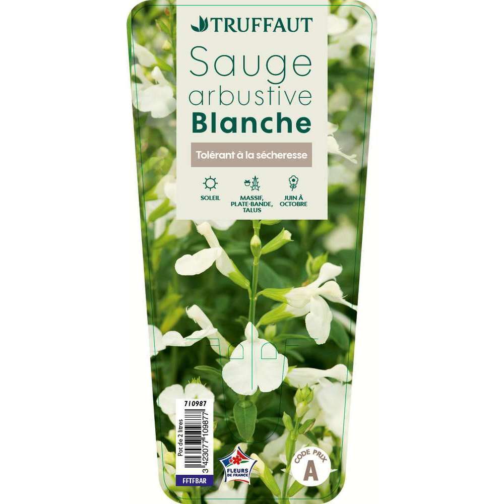 Salvia microphylla 'Blanche':pot 2L