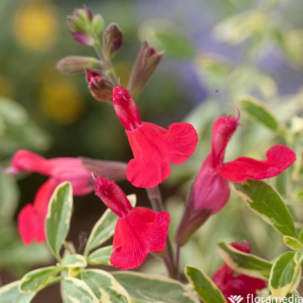 Salvia greggii 'Desert Blaze':pot 2L