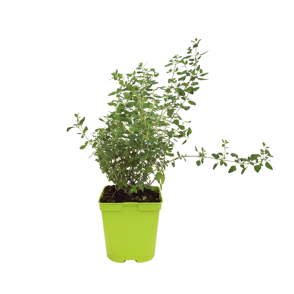 Salvia microphylla 'Orange':pot 2L