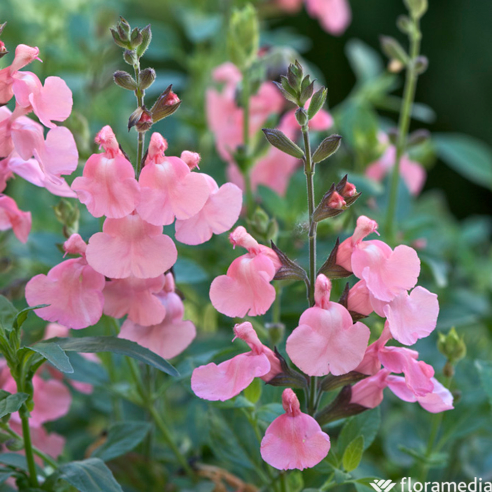 SALVIA RIBAMBELLE C 2L-(710994)