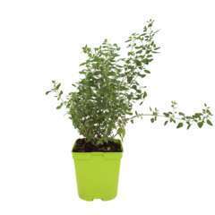 Salvia microphylla 'Violette':pot 2L