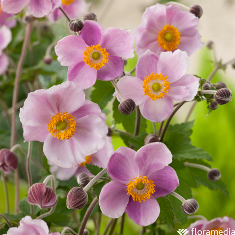 Anemone hupehensis 'September Charm':pot 2L