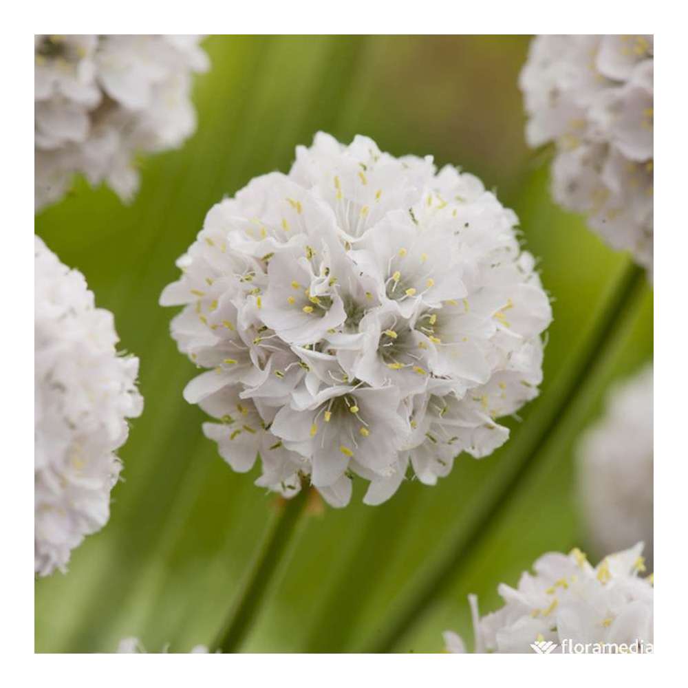 Gazon d'Espagne 'Alba' C2L