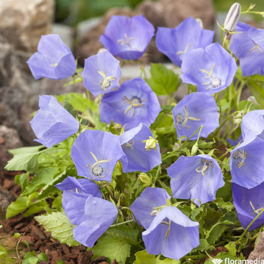 Campanule des carpates 'blue': pot 2L
