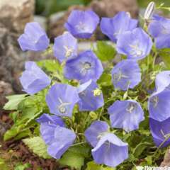 Campanule des carpates 'blue': pot 2L