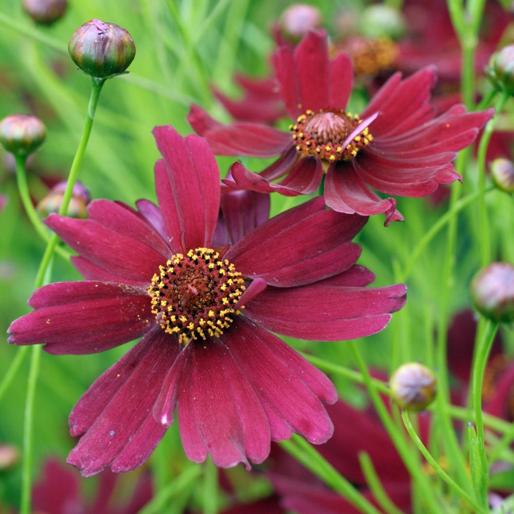 COREOPSIS LIMEROCK RUBY C 2L-(711016)