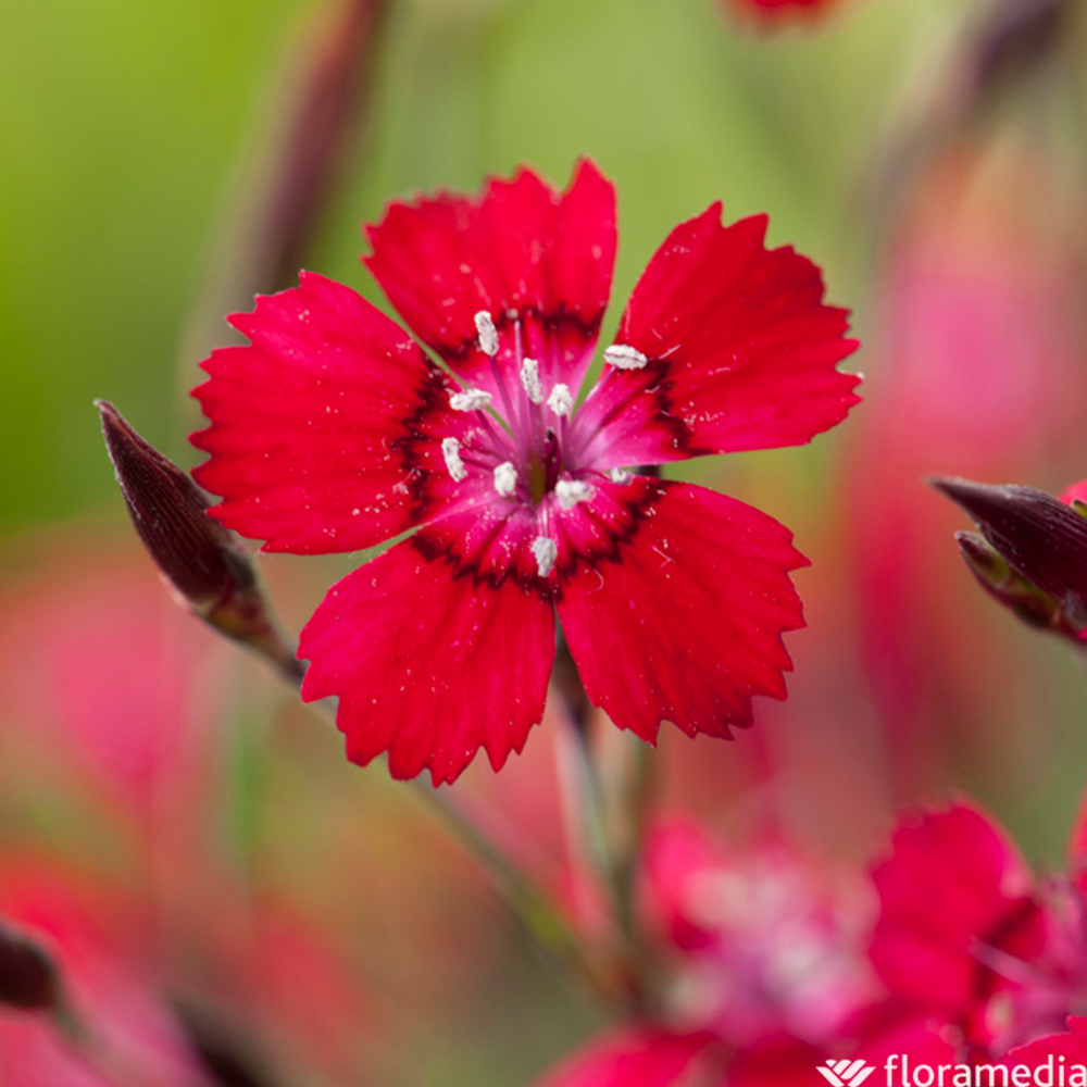 Oeillet delta 'Brilliant':pot 2L