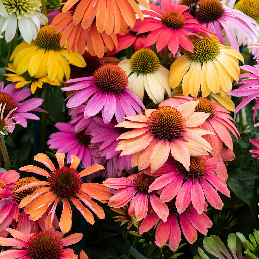 ECHINACEA CHEYENNE SPIRIT C 2L-(711022)