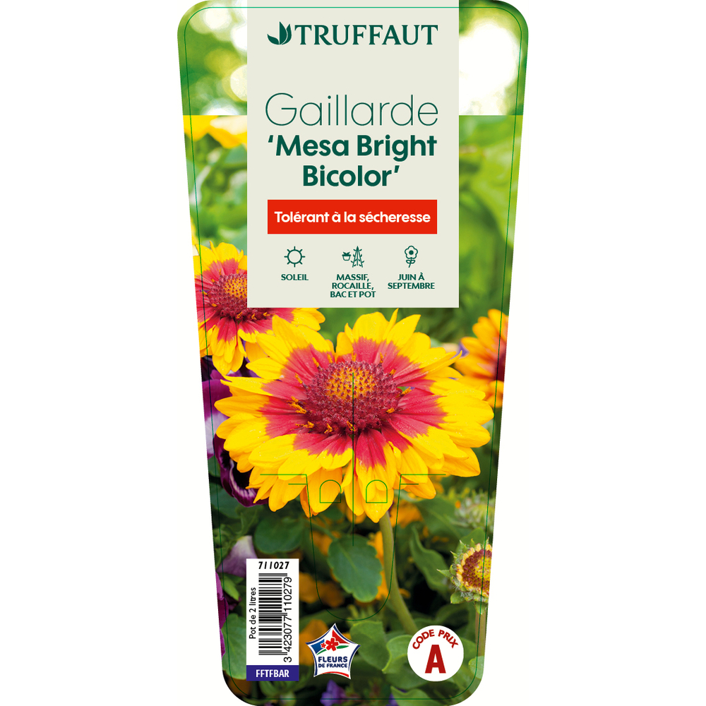 Gaillarde 'Mesa Bright Bicolor':pot 2L