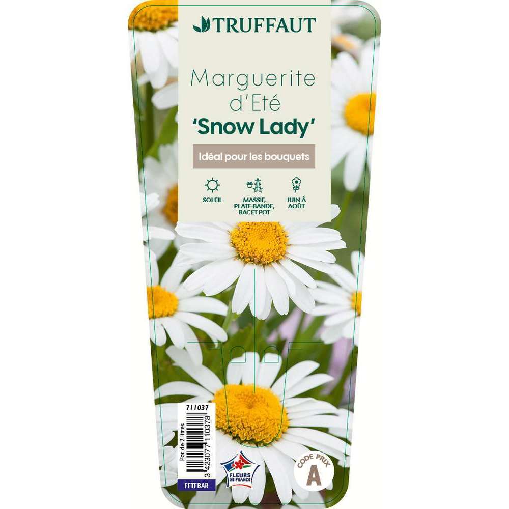 Marguerite d'été 'Snowcap' : pot 2 litres