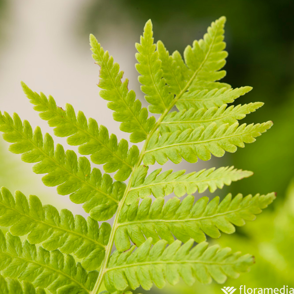 Fougère d'Allemagne plume d'autruche 2L
