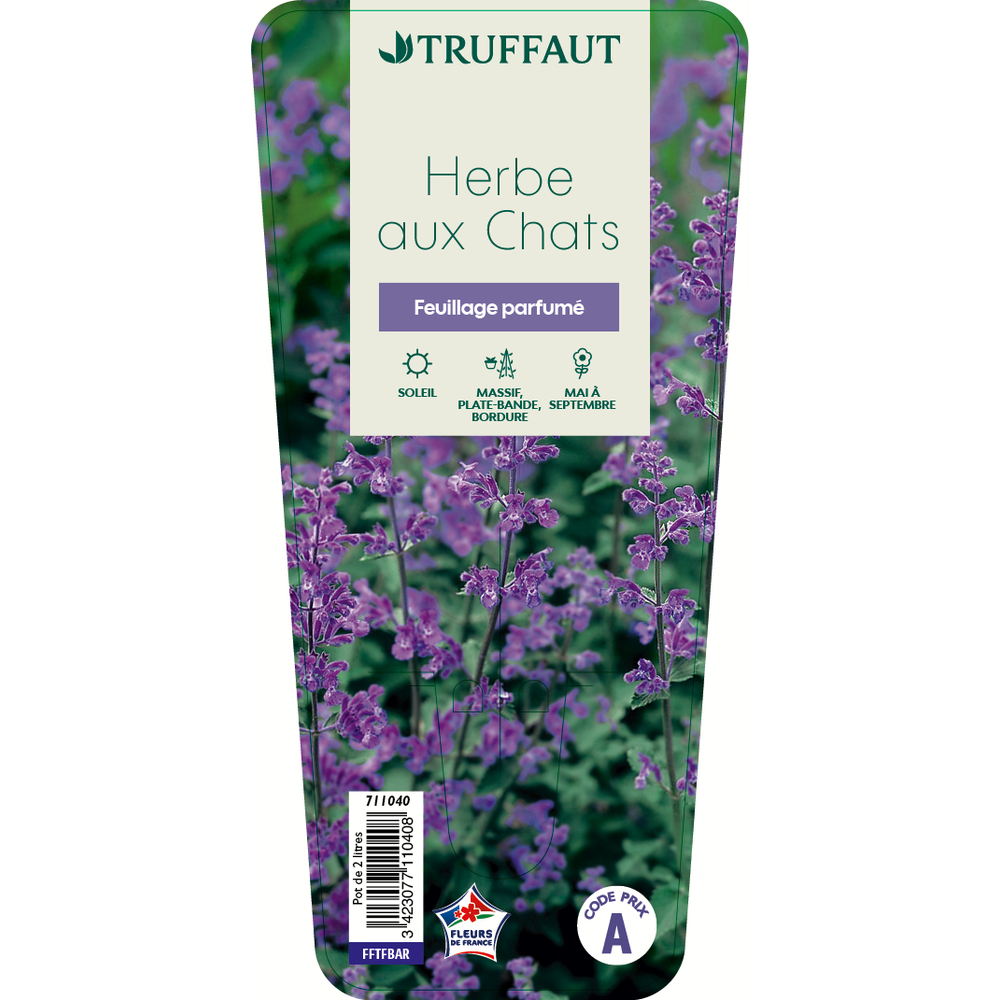 AubriÃšte Kitte Rose RedÂ®: C2L