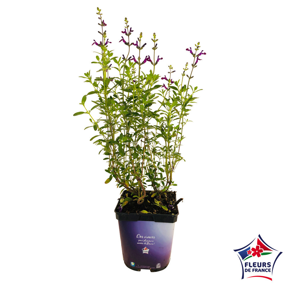 SALVIA VIOLETTE DE LOIRE C 2L-(711048)