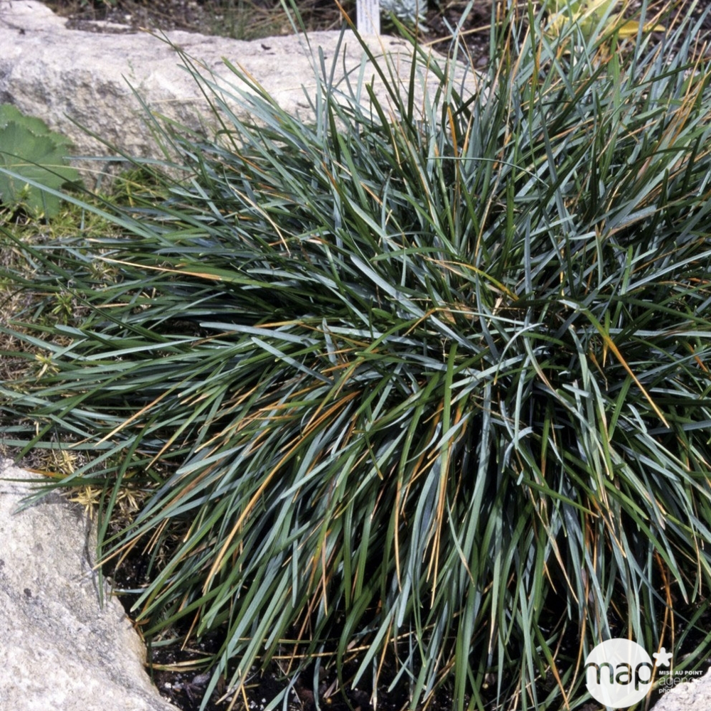 Festuca Glauca Elijah Blue C2L