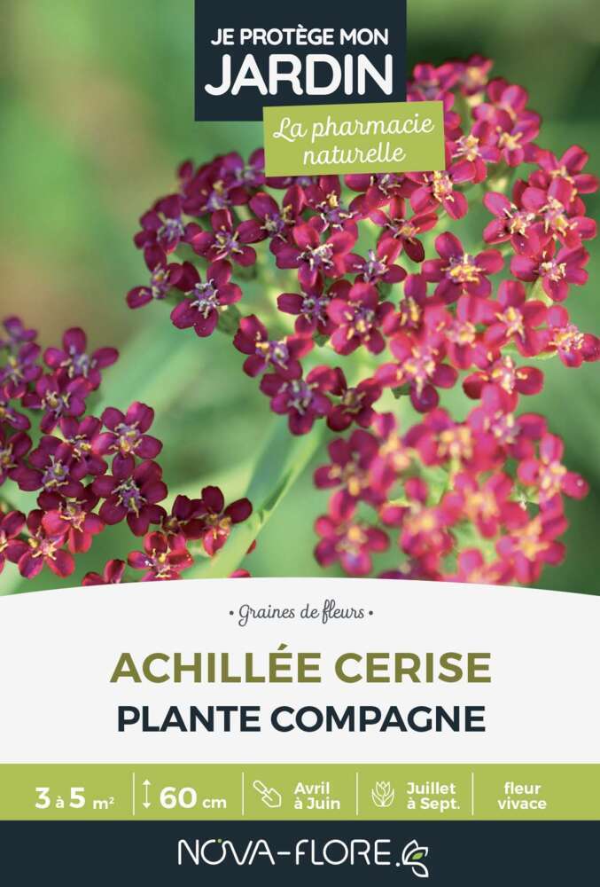 Graines d' Achillée Cerise en sachet de 15g