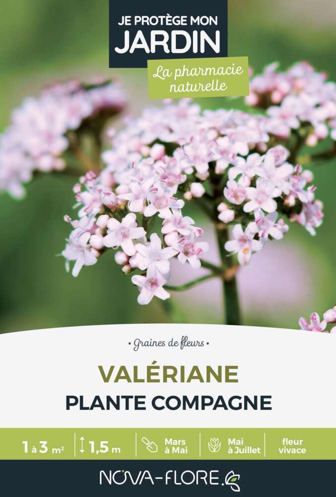 Valériane (Valeriana) : Conseils de plantation et entretien