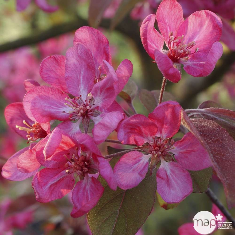 Pommier (Malus) Coccinella®'Courtarou' pot 15L