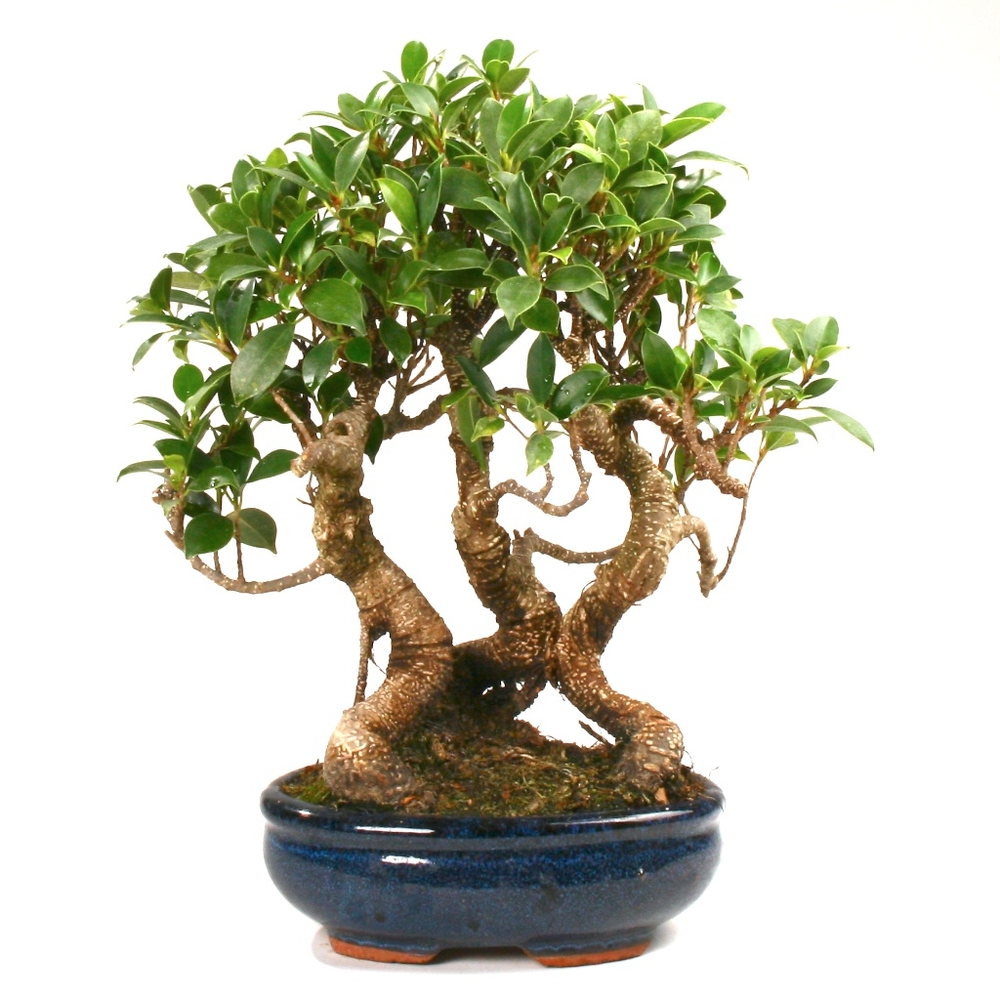 BonsaÃ¯ d'intÃ©rieur : forÃªt ficus 7-9 ans