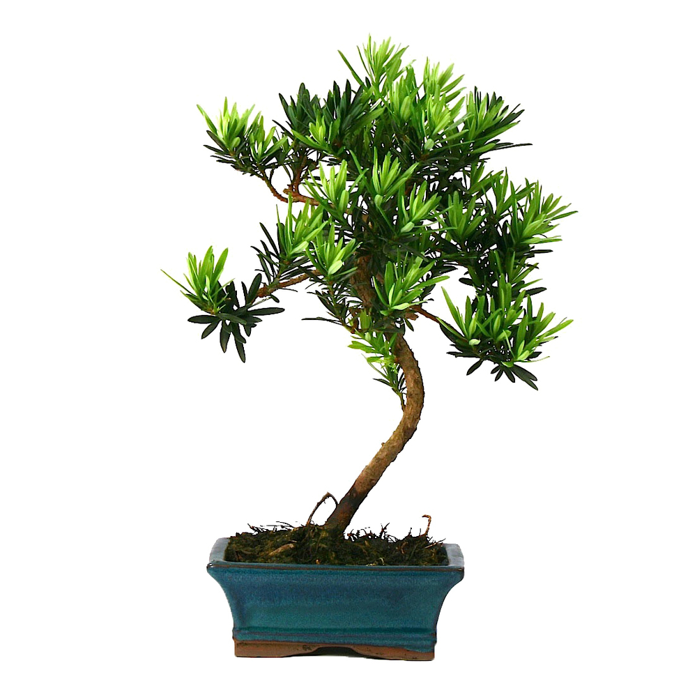BONSAI PODOCARPUS 5/6 ANS-(712271)