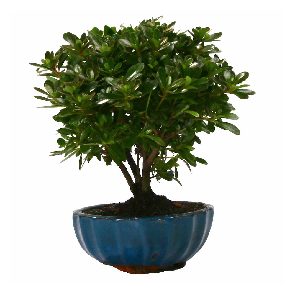 Bonsaï Azalée: 5-6 ans