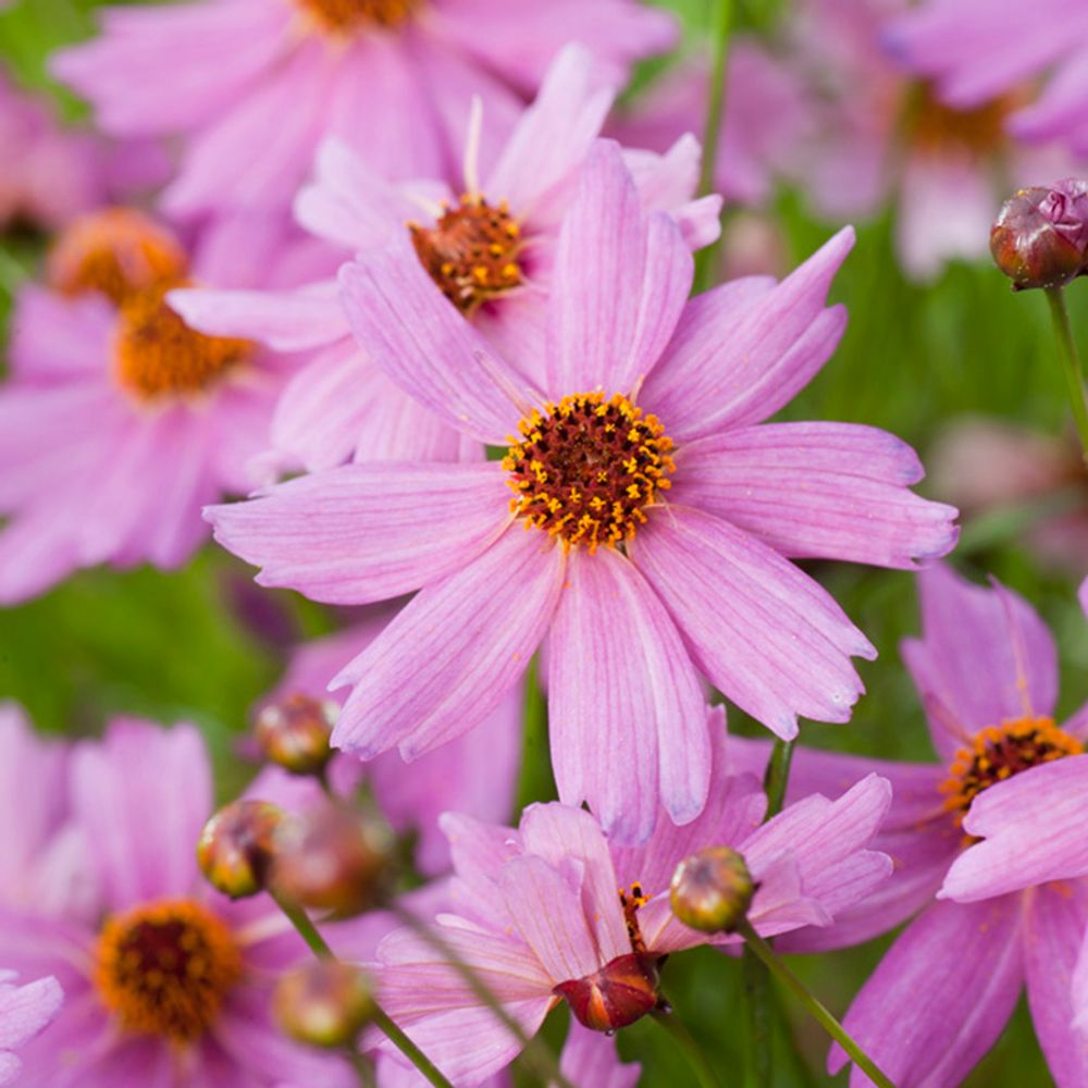 Coreopsis limerock passion 2L