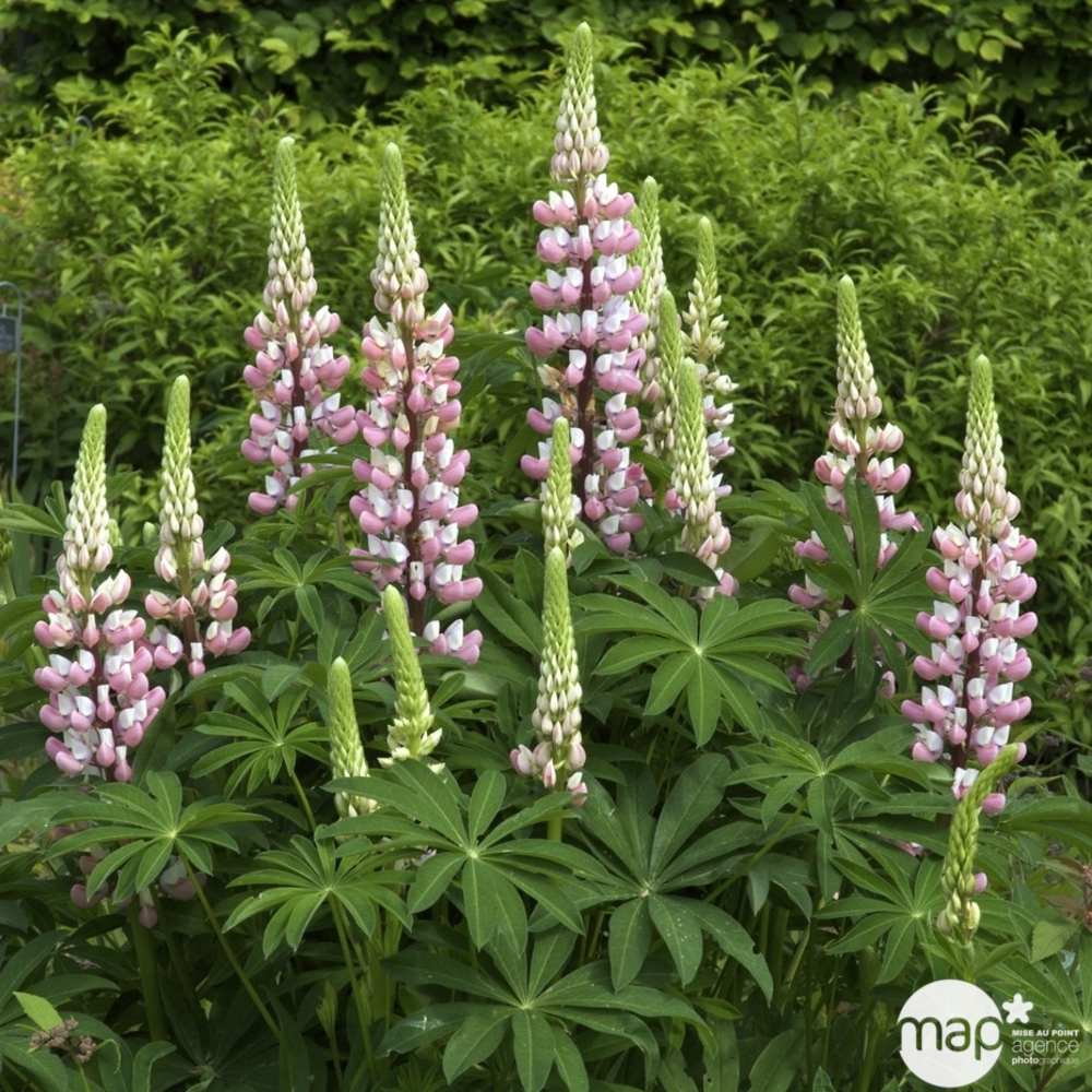 LUPIN LA CHATELAINE C 2L-(712699)