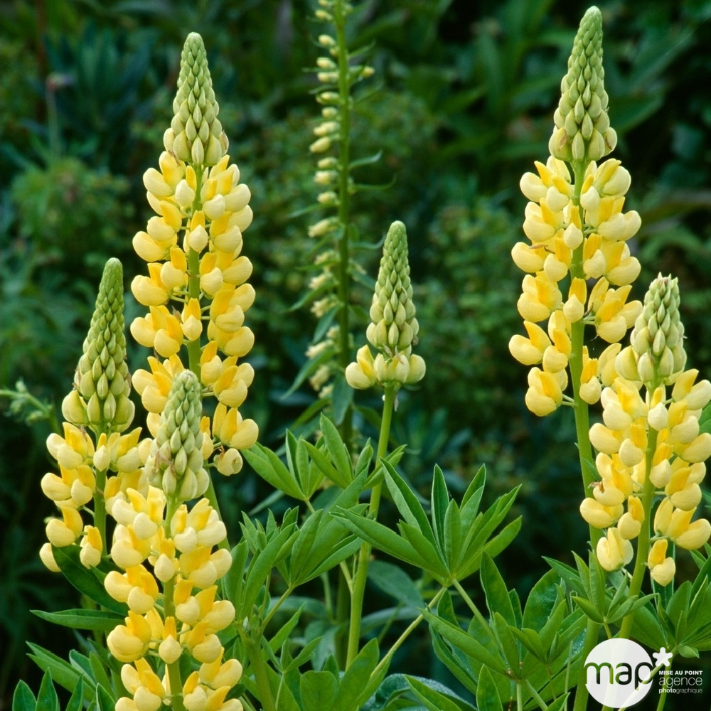 LUPIN CHANDELIER C 2L-(712701)