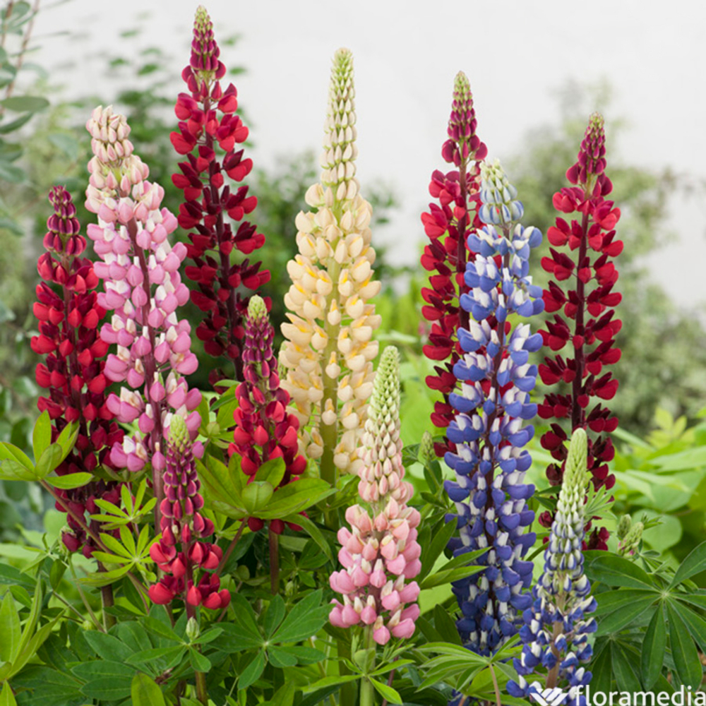Lupin de 'Russel' : pot 2 litres
