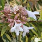 Abelia x grandiflora 'Kaleidoscope' ® : pot 5 Litres