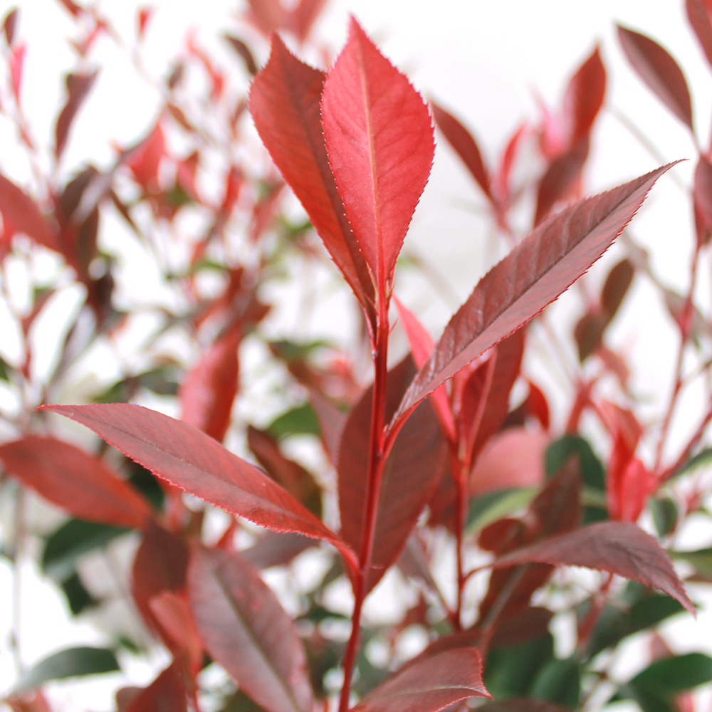 PHOTINIA CARRE ROUGE C15L-(713135)