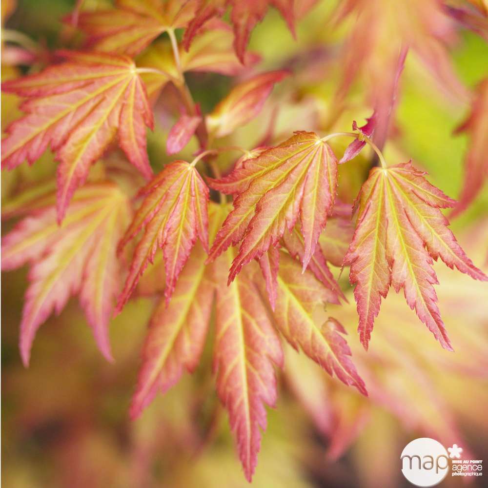 Acer palmatum 'Orange Dream' Pot 5L