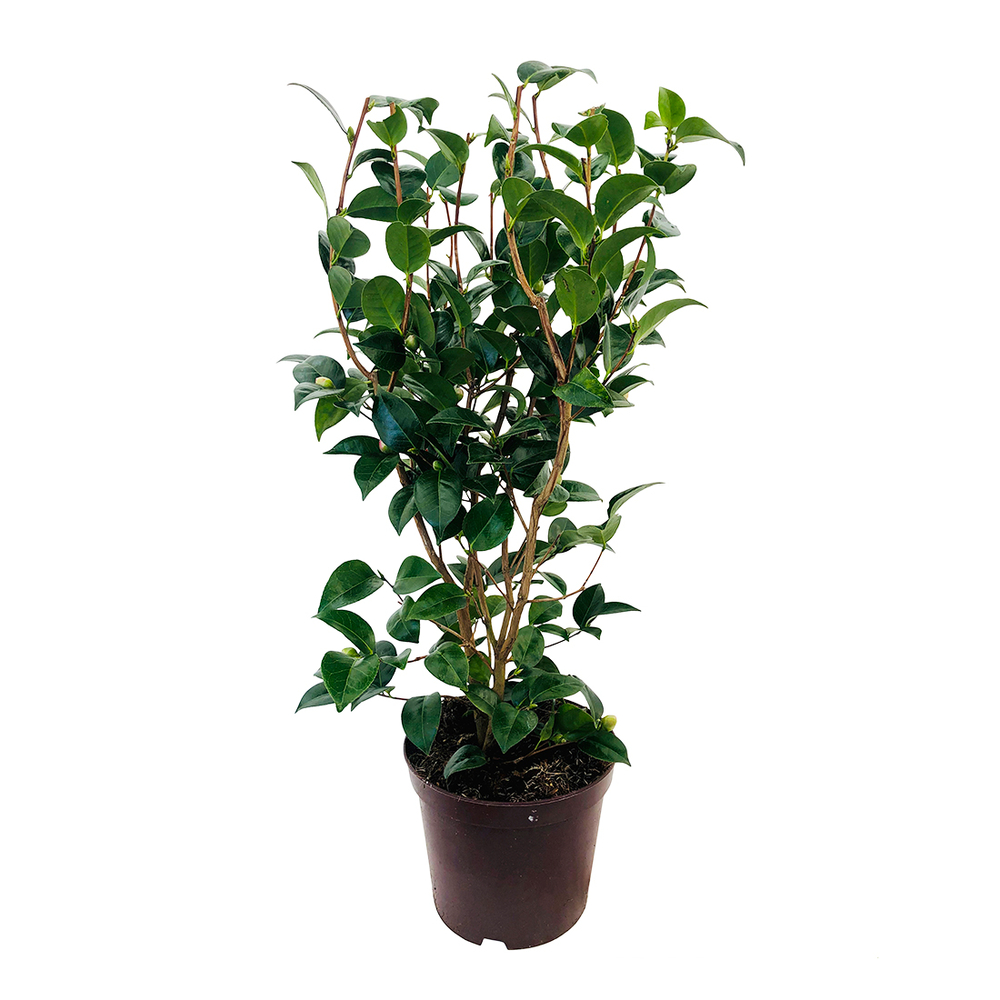 CAMELIA SPRING FORMAL C7L 6/70-(713368)