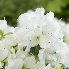Azalea Japonica Pleasant White 