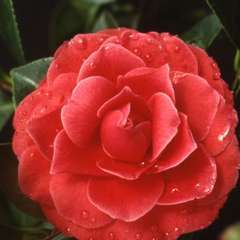 Camellia 'Black Lace' : 15 Litres (rouge foncé)