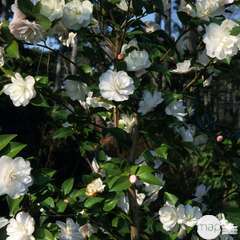 Camellia x 'Cinnamon Cindy ': 15 L (blanc rosé parfumé)