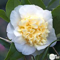 Camellia 'Jury's Yellow ': 15L (blanc et jaune crème) | Truffaut