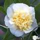Camellia 'Jury's Yellow ': 15L (blanc et jaune crème)