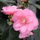 Camellia 'Spring Festival' : 15 Litres (rose clair)