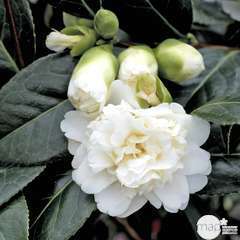 Camellia japonica 'Man Size ': 2 litres (blanc pur)