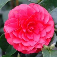 Camellia japonica 'Roger Hall ': 2 litres (rouge carmin velouté)