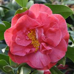 Camellia japonica 'Tom Knudsen ': 2 L (rouge cramoisi)