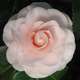 Camellia ' Ave Maria' : 7.5 Litres (rose tendre)